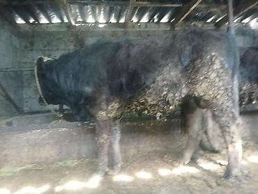 Продаю | Бык (самец) | Швицкая | На откорм at lalafo.kg Продаю | Бык (самец) | Швицкая | На откорм