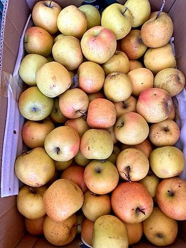 Яблоки at lalafo.kg Яблоки