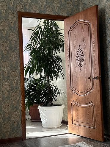 Продаю фикус али at lalafo.kg Продаю фикус али