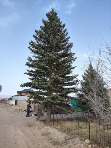 Продается голубая ель Высотой 15 метров Самовывоз Находится в at lalafo.kg Продается голубая ель Высотой 15 метров Самовывоз Находится в