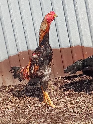 Продаю | Петух | Бойцовая | Для разведения at lalafo.kg Продаю | Петух | Бойцовая | Для разведения