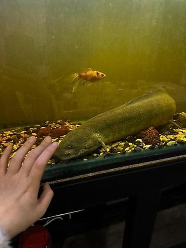 Продаются аквариумные рыбы
Бурый протоптер
Краснохвостый сом at lalafo.kg Продаются аквариумные рыбы
Бурый протоптер
Краснохвостый сом