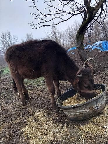 Продаю | Тёлка | На откорм | Привязанные at lalafo.kg Продаю | Тёлка | На откорм | Привязанные