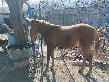 Продаю | Жеребенок | Рабочий at lalafo.kg Продаю | Жеребенок | Рабочий