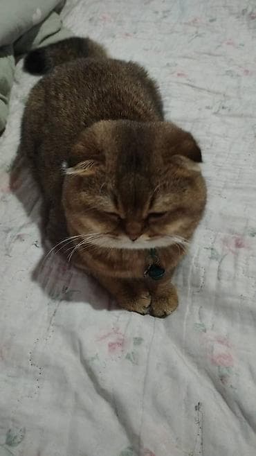 Шотландская вислоухая кошка, окрас золотой шиншилла (теплый at lalafo.kg Шотландская вислоухая кошка, окрас золотой шиншилла (теплый