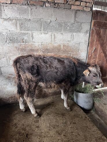 Продаю | Бык (самец) | На откорм at lalafo.kg Продаю | Бык (самец) | На откорм