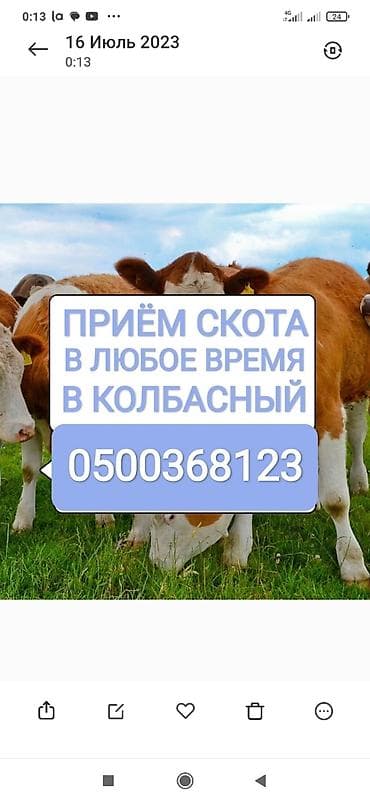 Колбасный цех : Коровы, быки, Лошади, кони, | Круглосуточно, Любое состояние, Забитый at lalafo.kg Колбасный цех : Коровы, быки, Лошади, кони, | Круглосуточно, Любое состояние, Забитый