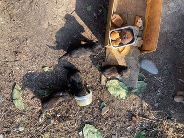 Собака даром: Дворняжка, 2 месяца, Самец at lalafo.kg Собака даром: Дворняжка, 2 месяца, Самец