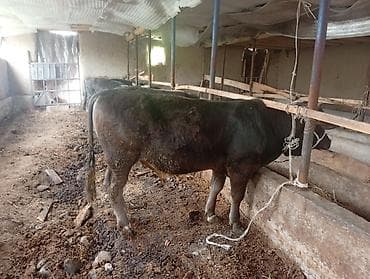 Продаю | Бык (самец) | На откорм at lalafo.kg Продаю | Бык (самец) | На откорм