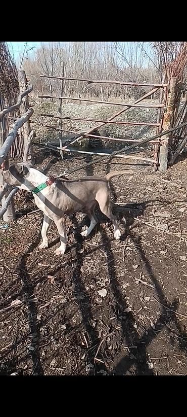 Питбуль, 1 год, Самец, С прививкой at lalafo.kg — 2 Питбуль, 1 год, Самец, С прививкой — 2