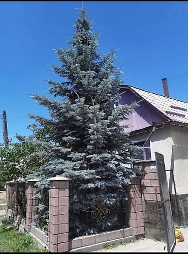 Продается 3х этажный жилой дом со всеми условиями Имеется гараж, очок at lalafo.kg Продается 3х этажный жилой дом со всеми условиями Имеется гараж, очок