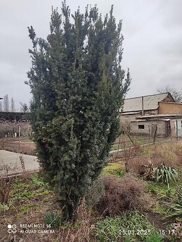 Тис ягодный вечнозелёный неприхотливый солнце и at lalafo.kg Тис ягодный вечнозелёный неприхотливый солнце и