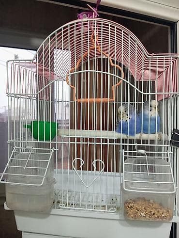 Пара волнистых попугаев с клеткой за 3000 с at lalafo.kg Пара волнистых попугаев с клеткой за 3000 с