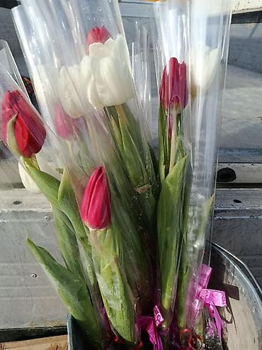 Тюльпаны в индивидуальной упаковке - Срезанные тюльпаны классической at lalafo.kg Тюльпаны в индивидуальной упаковке - Срезанные тюльпаны классической