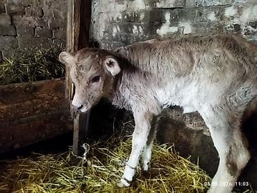 Продаю | Тёлка | Искусственник at lalafo.kg Продаю | Тёлка | Искусственник