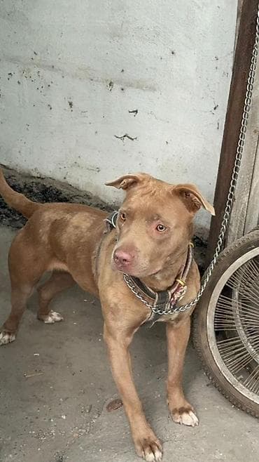 Питбуль, 2 года, Самка, С прививкой at lalafo.kg Питбуль, 2 года, Самка, С прививкой