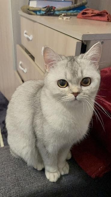 Скотиш страйт, окрас шиншилла (silver shaded). - Породные черты at lalafo.kg — 3 Скотиш страйт, окрас шиншилла (silver shaded). - Породные черты — 3