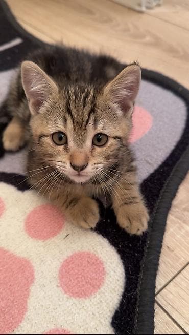 Скотиш Страйт (Шотландская прямоухая), 2 месяца, Девочка, Приучена к лотку at lalafo.kg Скотиш Страйт (Шотландская прямоухая), 2 месяца, Девочка, Приучена к лотку