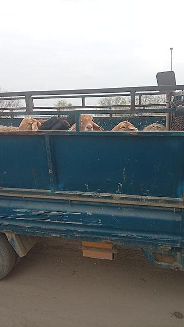 Легкий грузовик, Hyundai, Стандарт at lalafo.kg Легкий грузовик, Hyundai, Стандарт