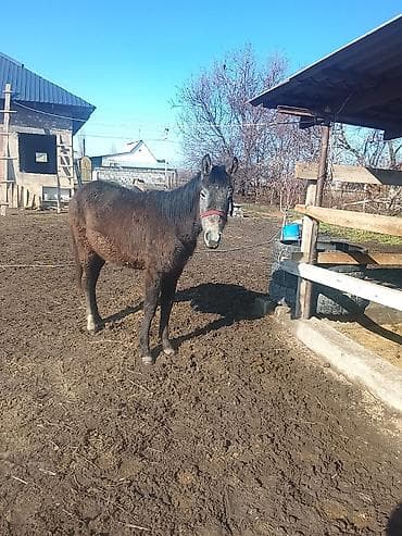 Продаю | Жеребенок | Рабочий at lalafo.kg Продаю | Жеребенок | Рабочий