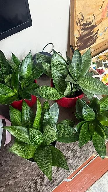 Сансевиерия «Ханни» (Sansevieria Hahnii), компактные розетки в at lalafo.kg Сансевиерия «Ханни» (Sansevieria Hahnii), компактные розетки в