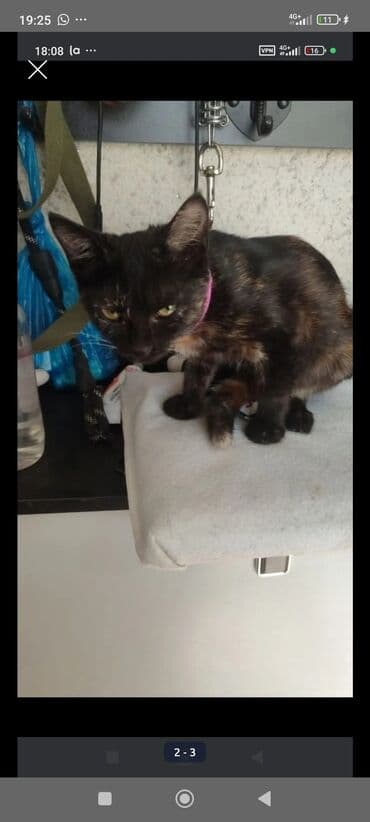 Кошка даром: Беспородная, Девочка, Приучена к лотку at lalafo.kg Кошка даром: Беспородная, Девочка, Приучена к лотку