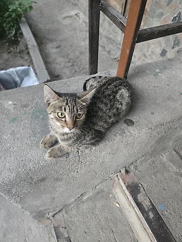 3 месяца, Мальчик at lalafo.kg 3 месяца, Мальчик