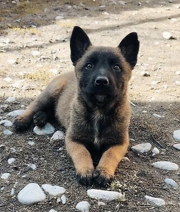 Бельгийская овчарка, 2 месяца, Самка, С прививкой at lalafo.kg Бельгийская овчарка, 2 месяца, Самка, С прививкой