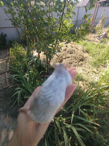 Шиншиллалар: Крысята ищут семью,которая их полюбит. Белые,голубые,в крапинку и с lalafo.kg да — 3 Шиншиллалар: Крысята ищут семью,которая их полюбит. Белые,голубые,в крапинку и с — 3