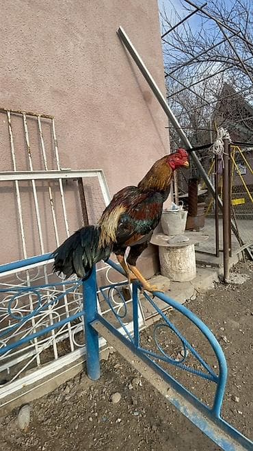 Продаю | Петух | Для разведения at lalafo.kg Продаю | Петух | Для разведения
