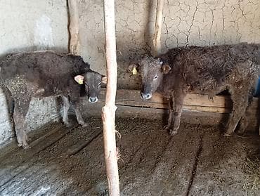 Продаю | Музоо, торпок | На откорм at lalafo.kg Продаю | Музоо, торпок | На откорм