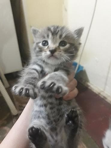Котят месяц все девочки красивые домашние at lalafo.kg Котят месяц все девочки красивые домашние
