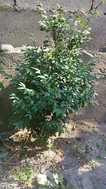 Самшит: Самшит в наличии 6-7 кустов в земле. Каждый куст по 2000 тыс сом lalafo.kg да — 2 Самшит: Самшит в наличии 6-7 кустов в земле. Каждый куст по 2000 тыс сом — 2