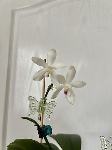 Орхидея Phalaenopsis Tetraspis C2 в прозрачном кашпо. - Компактный at lalafo.kg Орхидея Phalaenopsis Tetraspis C2 в прозрачном кашпо. - Компактный