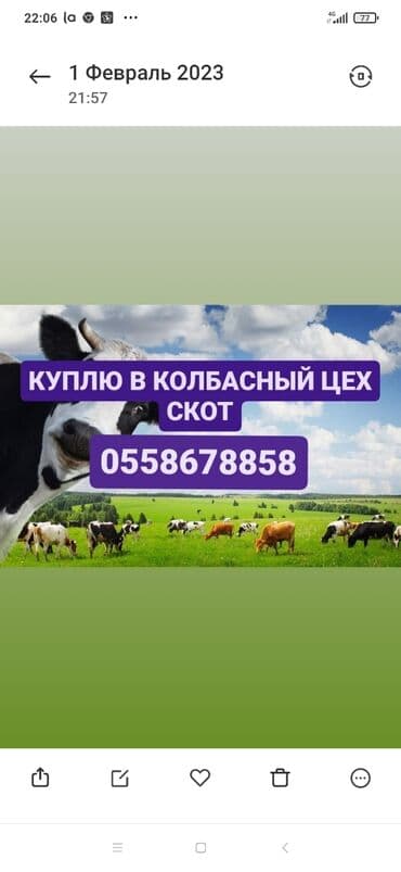 Сатып алам | Уйлар, букалар, Жылкылар, аттар | Күнү-түнү, Бардык шартта, Союлган lalafo.kg да Сатып алам | Уйлар, букалар, Жылкылар, аттар | Күнү-түнү, Бардык шартта, Союлган