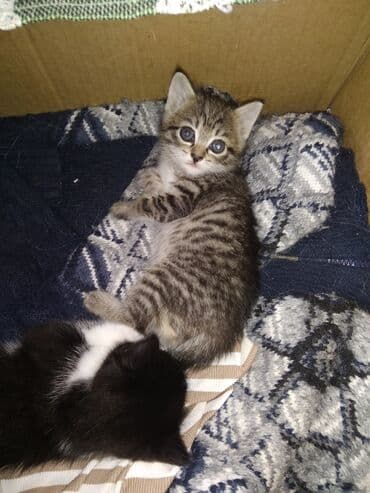 Даром котят один мальчик и одна девочка бесплатно at lalafo.kg Даром котят один мальчик и одна девочка бесплатно