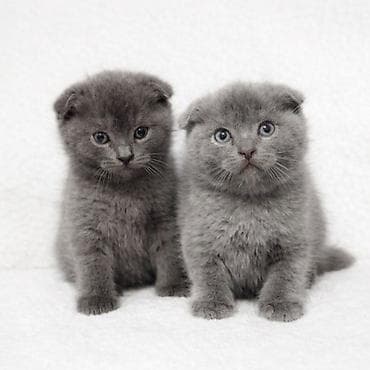 🐱 Шотландские вислоухие котята Продаются красивые шотландские at lalafo.kg 🐱 Шотландские вислоухие котята Продаются красивые шотландские