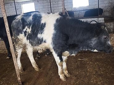 Продаю | Бык (самец) | Бельгийская | На откорм, Для разведения | Искусственник at lalafo.kg Продаю | Бык (самец) | Бельгийская | На откорм, Для разведения | Искусственник