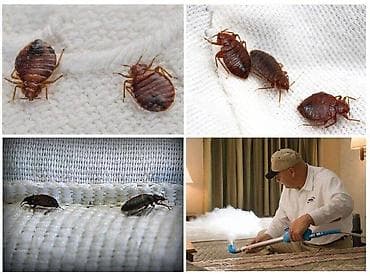 Дезинфекция, дезинсекция, | Клопы, Блохи, Тараканы, | Транспорт, Офисы, Квартиры at lalafo.kg — 2 Дезинфекция, дезинсекция, | Клопы, Блохи, Тараканы, | Транспорт, Офисы, Квартиры — 2