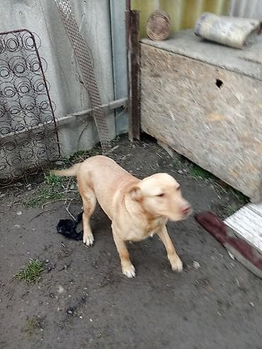 Собака даром: Лабрадор-ретривер, 1 год, Самка at lalafo.kg Собака даром: Лабрадор-ретривер, 1 год, Самка