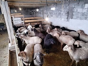 Продаю | Овца (самка) | Для разведения at lalafo.kg Продаю | Овца (самка) | Для разведения