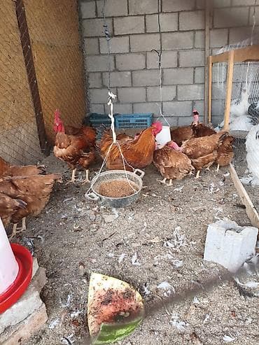 Продаю | Куры | Брама | Для разведения at lalafo.kg Продаю | Куры | Брама | Для разведения