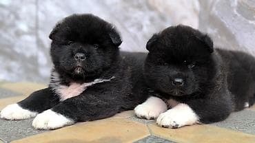 1 месяц, Самка, С прививкой, С родословной at lalafo.kg 1 месяц, Самка, С прививкой, С родословной