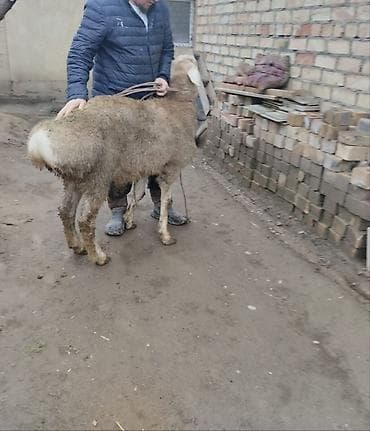 Продаю | Овца (самка) | Для разведения at lalafo.kg Продаю | Овца (самка) | Для разведения