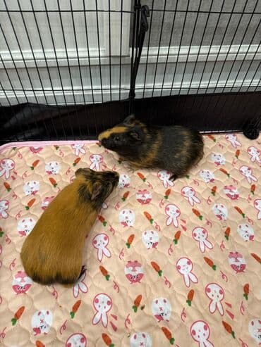 Чычкандар: Продаю морских свинок 2 девочки,по 4 месяца с полным набором для lalafo.kg да — 1 Чычкандар: Продаю морских свинок 2 девочки,по 4 месяца с полным набором для — 1