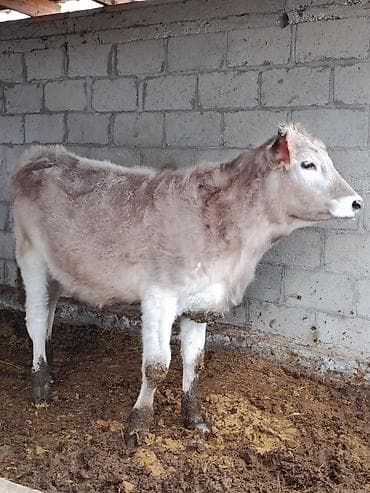 Продаю | Тёлка | На откорм | Привязанные at lalafo.kg Продаю | Тёлка | На откорм | Привязанные