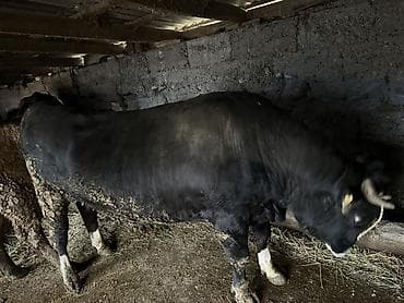 Продаю | Бык (самец) | Для разведения | Осеменитель at lalafo.kg Продаю | Бык (самец) | Для разведения | Осеменитель