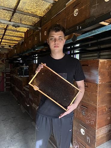 Продаю пчелиные рамки Рута. Есть как сушь, так и немного медовых (мёда at lalafo.kg Продаю пчелиные рамки Рута. Есть как сушь, так и немного медовых (мёда