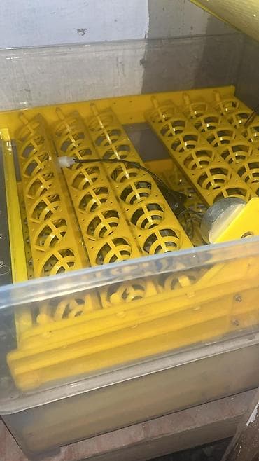 Өрт жабдуулары: Перепелиный помет удобрение lalafo.kg да — 2 Өрт жабдуулары: Перепелиный помет удобрение — 2