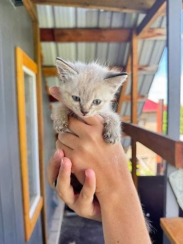 Котёнок, окрас-пойнт (светлая шерсть с более тёмными ушками и at lalafo.kg Котёнок, окрас-пойнт (светлая шерсть с более тёмными ушками и